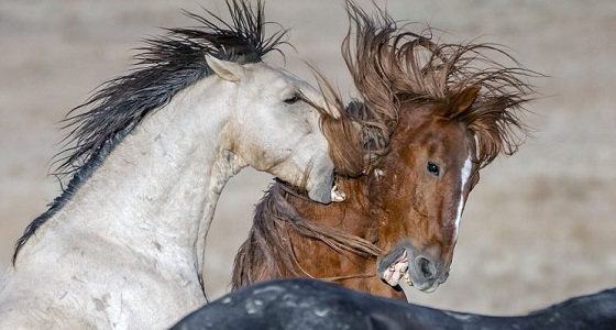 بالصور.. معركة شرسة بين فرسين تصل للفتك بالأسنان