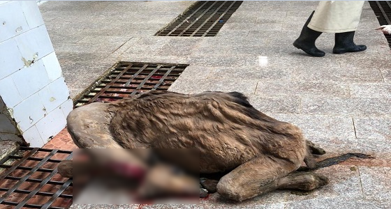 بالصور.. أمانة نجران تعلق على بلاغ ذبح قعود هزيل