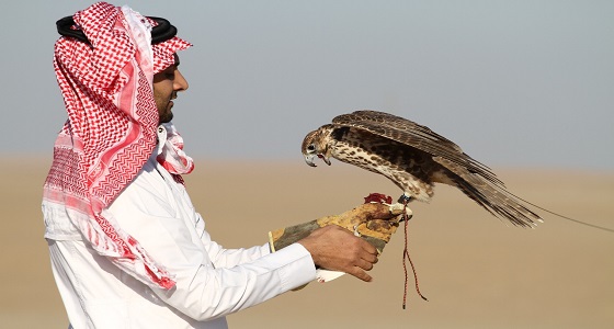 ”  نادي الصقور ” .. امتداد لشغف في هواية تتوارثها الأجيال