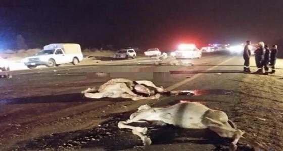وفاة شخص إثر اصطدام سيارته بإبل سائبة في وادي الفرع