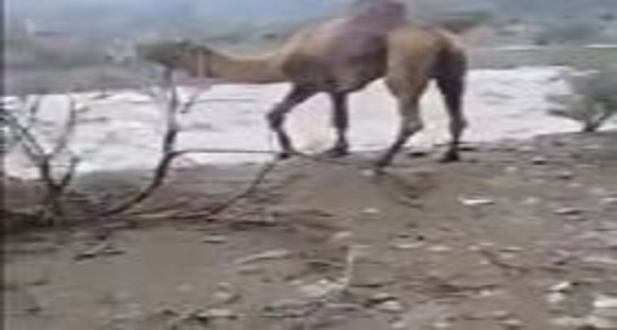 بالفيديو ..  ذكاء ” جمل ” يجتاز السيل دون أي مخاطر