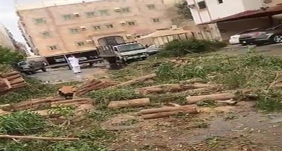 بالصور.. سقوط شجرة ضخمة تغلق طريق حي الصفا بجدة وتلحق أضراراً بمركبات