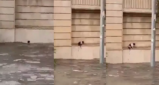 بالفيديو.. لحظة نجاة قطة من الغرق في مياه الأمطار بالدمام