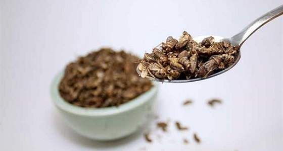 إقبال كبير على وجبة ” الصراصير ” المقرمشة في سلسلة مطاعم معروفة