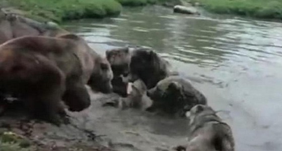 بالفيديو.. 4 دببة يقتلون ذئبا بطريقة وحشية أمام زوار حديقة حيوان