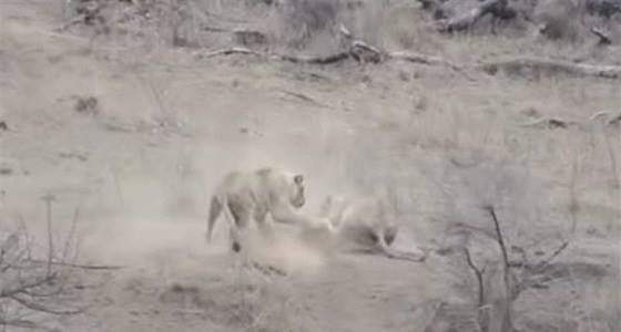 بالفيديو.. أسد ينقذ خنزيرًا من هجوم لبؤات