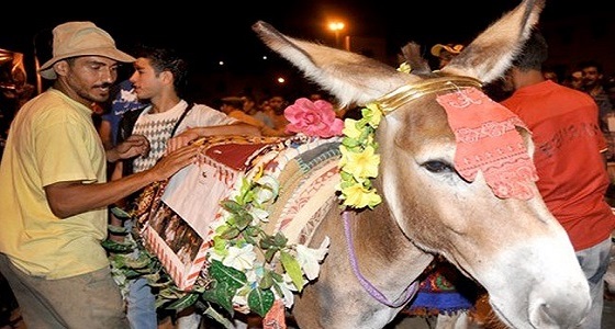 مهرجان دولي لـ ” الحمير ” في المغرب