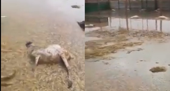 بالفيديو.. نفوق عدد من الأغنام بسبب السيل في حي الشرفة بنجران