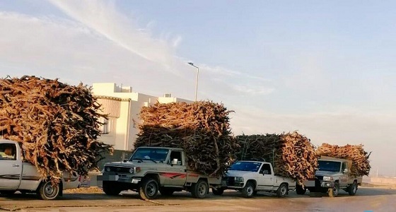 بالصور.. ضبط أشخاص قاموا بعملية احتطاب جائرة في بريدة