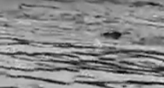 بالفيديو.. حمار ينقذ كلاباً من الغرق داخل متنزه بالليث