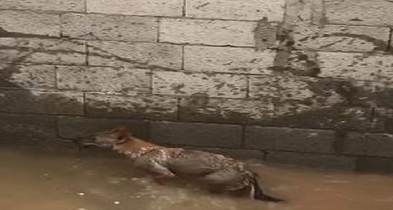 بالفيديو.. ذئب داخل خزان مياه يفاجئ مواطن بالدوادمي