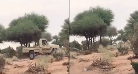 بالفيديو.. اعتداء غاشم على أشجار طفحة بالقصيم