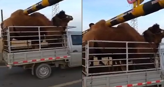 بالفيديو.. سنام جمل تمنعه من عبور حاجز مرور