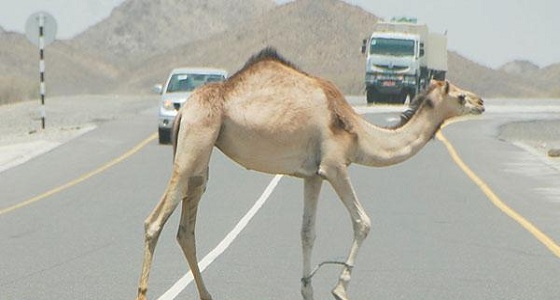 بلاغ عن وجود إبل سائبة بطريق الطائف- الرياض.. والجهات المختصة تباشر