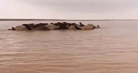 بالفيديو.. مجموعة من الإبل تسبح في سيول حفر الباطن المتدفقة