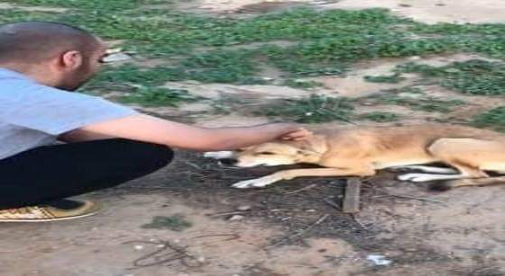 بالفيديو.. شاب ينقذ كلبا من الموت المحقق.. وهذه ردة فعل الأخير!