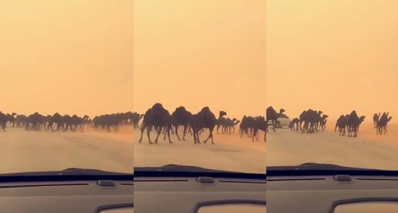 بالفيديو.. مجموعة هائلة من الإبل تقطع الطريق السريع بين الرياض والدمام