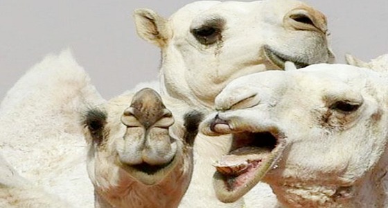 ” إبل خليجية ” تحاصر متجرا شهيرا لمدة 24 ساعة