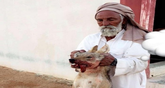 مسن يدهس ذئبًا بمركبته لافتراسه 10 من أغنامه في قرية الغيثاء