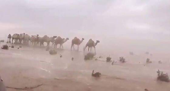 بالفيديو.. مشهد مهيب لإبل تسير تحت الأمطار يحقق مشاهدات عالية