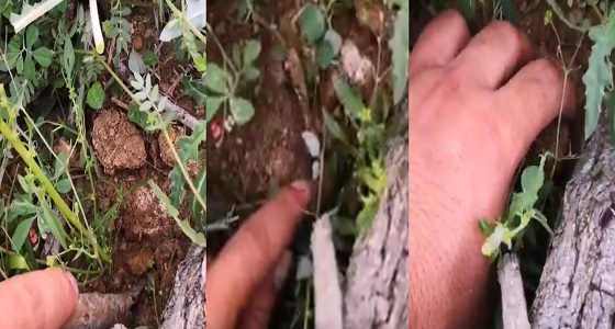 بالفيديو.. لحظة جمع ” الفقع ” بأودية مكة المكرمة