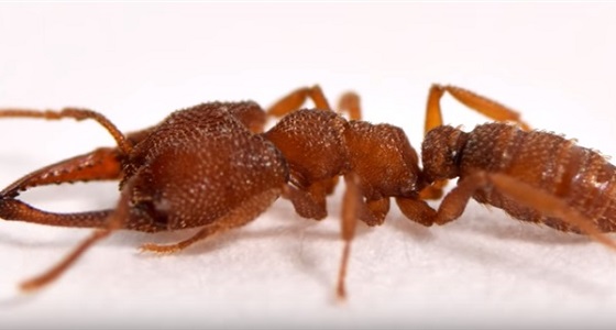 بالفيديو.. النملة أسرع مخلوق في العالم