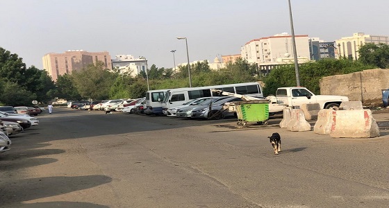 بالصور.. ذعر بين طالبات جامعة أم القرى بعد انتشار الكلاب الضالة