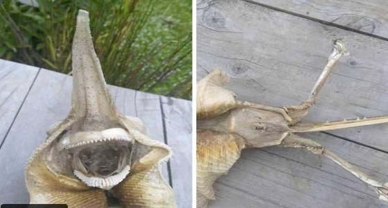 ” سمكة فضائية ” نادرة تثير الجدل على مواقع التواصل الاجتماعي