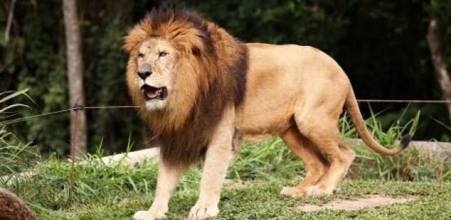 أسد ينقض على شابة وينهي حياتها في مركز للحياة البرية