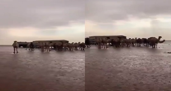 بالفيديو.. منظر جمالي للإبل خلال الحالة المطرية بالمجمعة