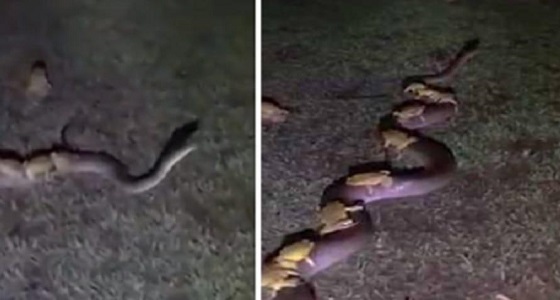 بالفيديو.. أفعى تحمل مجموعة من الضفادع على ظهرها للهروب من آثار عاصفة