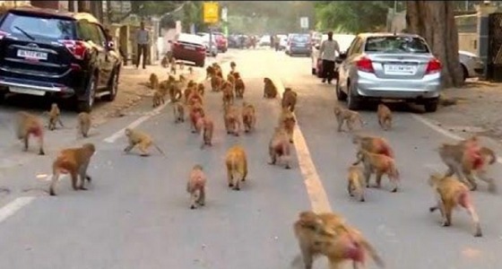 بالفيديو.. آلاف القردة تهاجم بعض المباني الحكومية بالهند