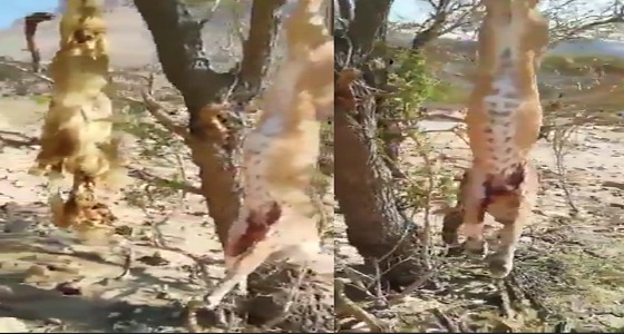 بالفيديو.. العثور على حيوان ” الوشق العربي ” النادر مقتولًا بنجران