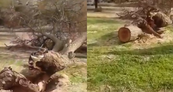 بالفيديو.. مجهولون يقتلعون أشجار معمرة بمنطقة القصيم
