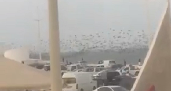 بالفيديو.. أسراب طيور ” الكركي ” تغطي سماء الدمام