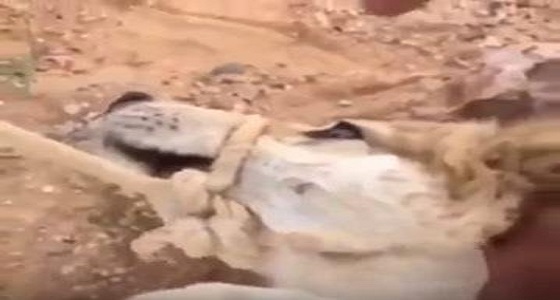الفيديو.. هكذا تصرف مواطن عندما وجد كلبَين مقيدَين في منطقة صحراوية