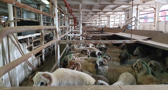 البيئة: وصول أول إرسالية من الأغنام الرومانية إلى المملكة بعد رفع الحظر عنها