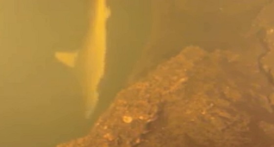 بالصور.. ذعر بين العلماء بعد اكتشاف أسماك متحولة داخل بركان مائي
