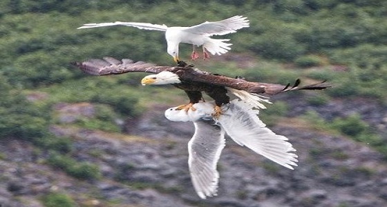 بالصور.. نسر يهاجم سرب لطيور النورس ويختطف أحدهم