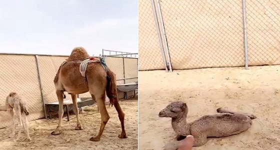 بالفيديو.. ناقة تلد توأما بفارق 20 يوما