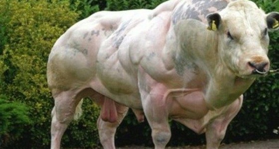 بالفيديو.. أضخم ثور بالعالم