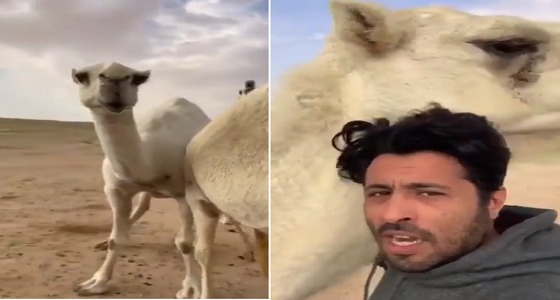 بالفيديو.. الأمير &#8221; محمد بن فيصل &#8221; يقضي عطلته مع الإبل بالصمان