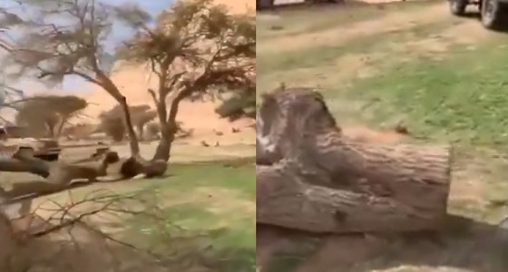 بالفيديو.. اعتداء مجهولين على الأشجار في جبال قطن بالقصيم