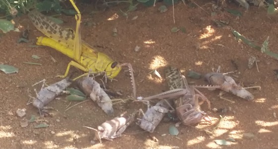 ” البيئة ” تواصل مكافحة الجراد الصحراوي في محافظتي الأفلاج والسليل