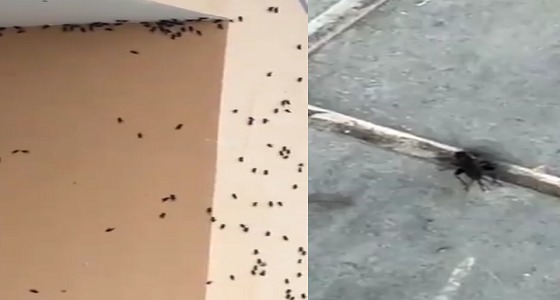 بالفيديو.. ” صرصور الليل ” يوقف الدراسة بثانوية الطلعة في بخليص