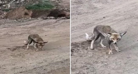 بالفيديو.. مواطن يتعجب من ثعلب لا يهرب كلما اقترب منه