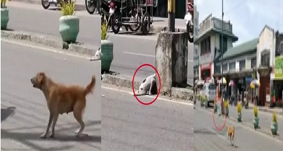 بالفيديو.. كلبة تستنجد بالمارة لإنقاذ جروها المصاب