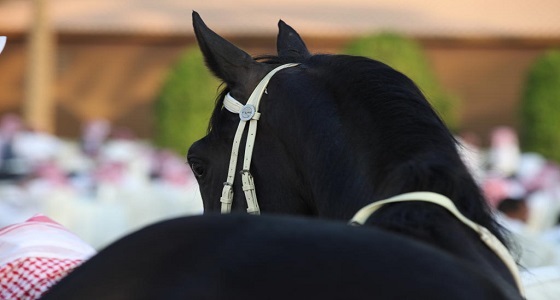 ” بن مشرف ” : العام القادم سيشهد مشاركة النساء بوظائف متعلقة بالفروسية