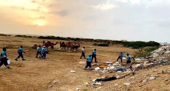 منع بيع حليب الإبل على الطرقات العامة في جدة