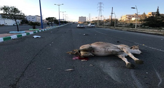 بالفيديو.. إصابة طالب بسبب جمل سائب في ” حميد بلقرن “